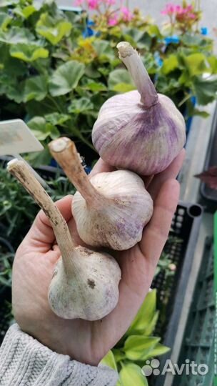 Чеснок озимый
