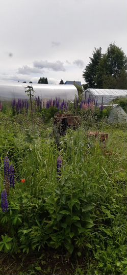 Дача 20 м² на участке 7,5 сот.