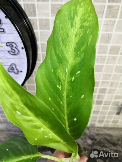 Диффенбахия шкура дракона и барракуда