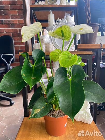 Антуриум Альпайн