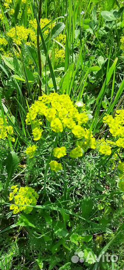 Многолетние садовые цветы