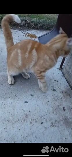 Найден рыжий кот