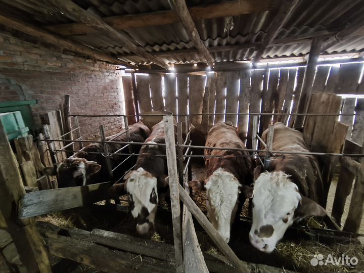 Быки на мясо