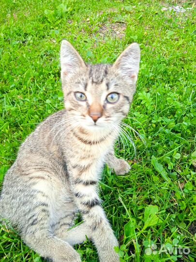 Кот Василий Алибабаевич