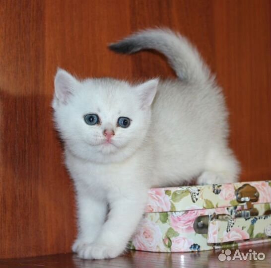 Британцы серебро