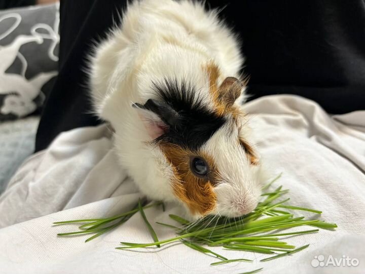 Морская свинка Сима