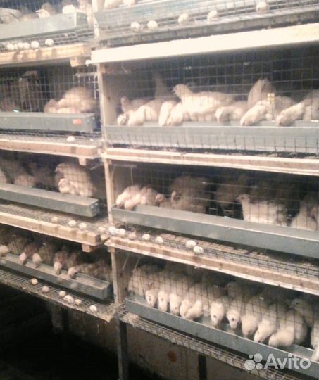 Домашние перепела: мясо