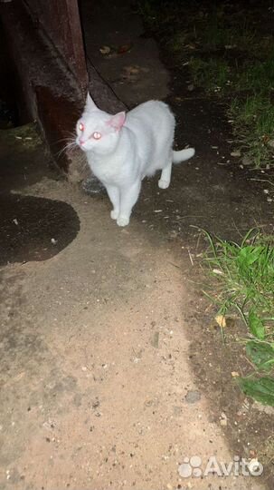 Потерялась кошечка