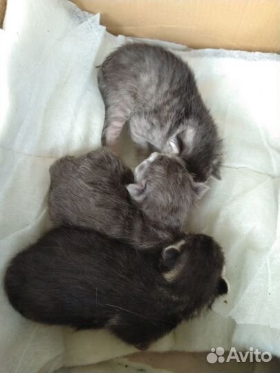 Котята в добрые руки