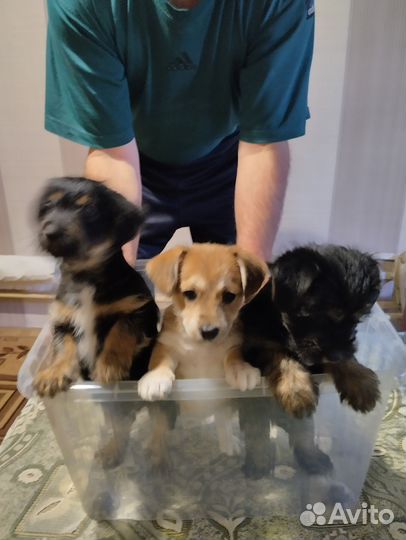 Собака в добрые руки отдам бесплатно