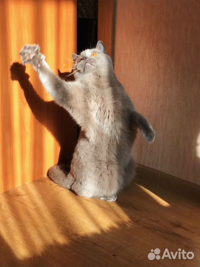 Передержка кошек, грызунов, птиц