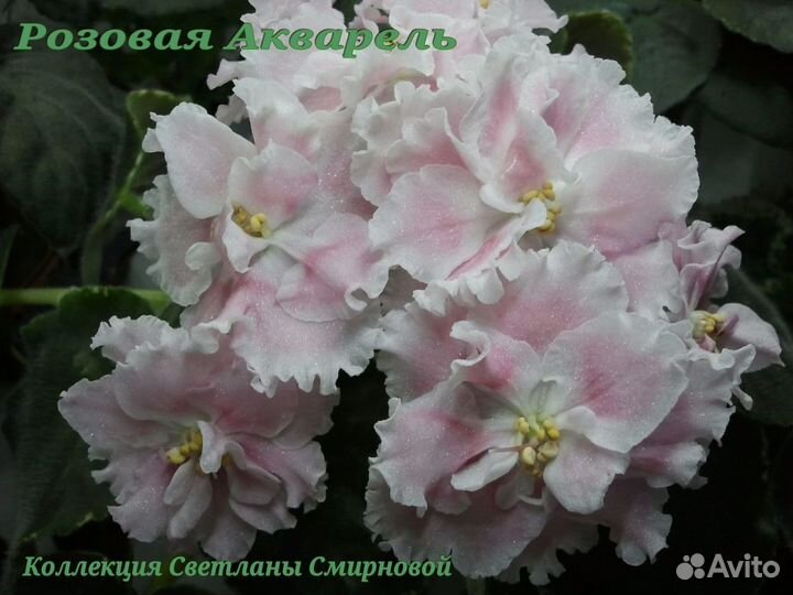 Фиалки цветущие