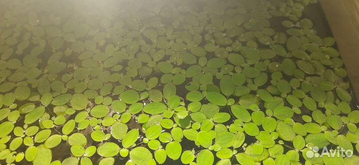 Водоросли для аквариума