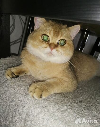 Кот британский. Вязка