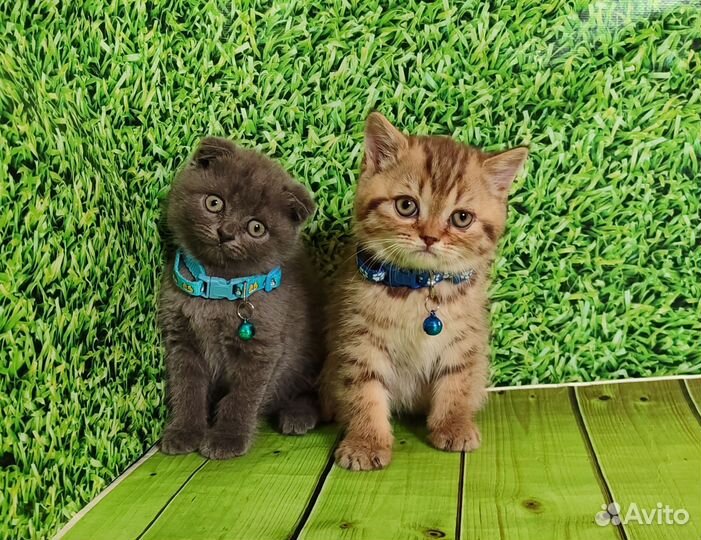 Шотландские котята