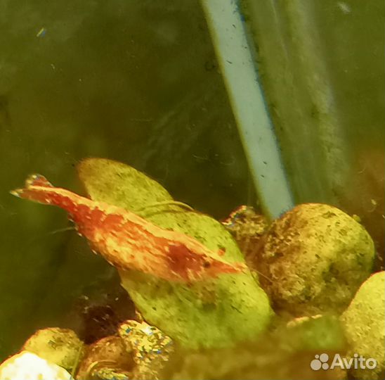Аквариумные креветки