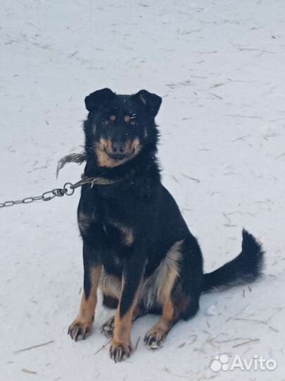Дворняга