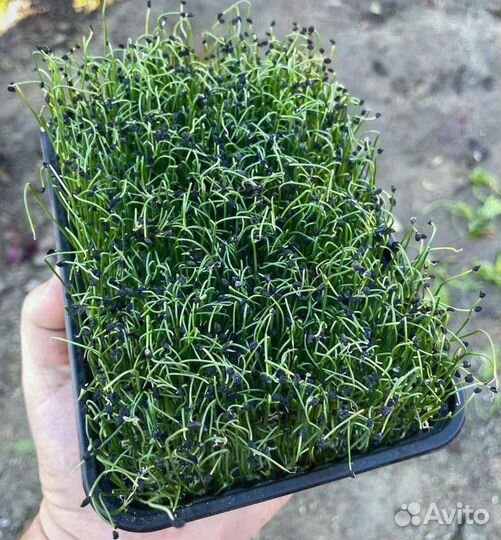 Семена для микрозелени кольраби руколы