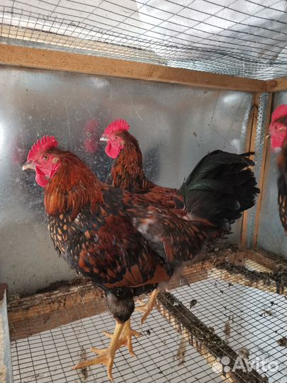 Куры и петухи мастергрейс, кучинский петухи