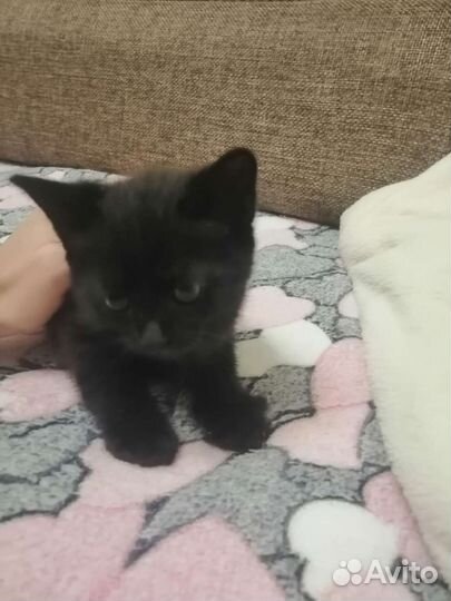 Отдаю котят