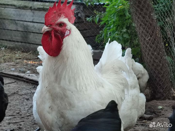 Молодки помесные, голошейка, петух амераукан