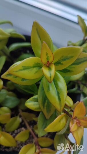 Эсхинантус, нематантус, колумнея