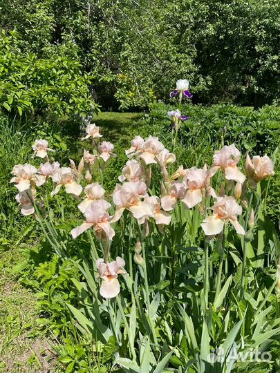 Ирисы бородатые сортовые