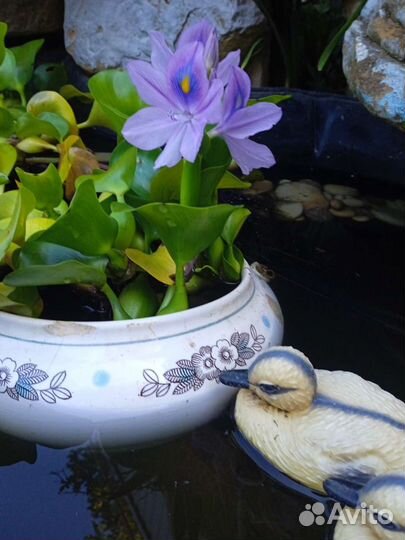 Водный гиацинт