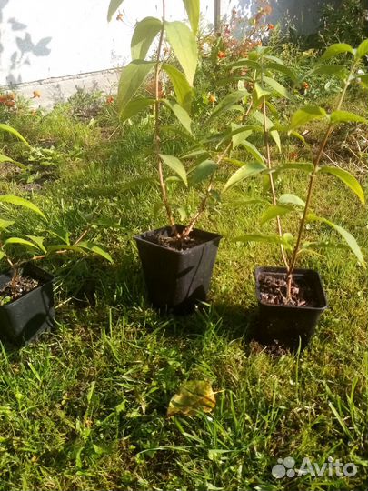 Дейция декоративный кустарник