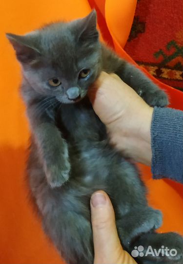Котенок