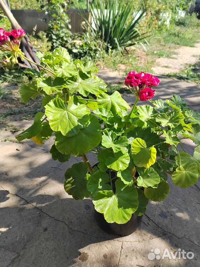 Герань пеларгония розебудная