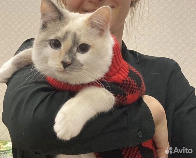 Кошечка для вязки