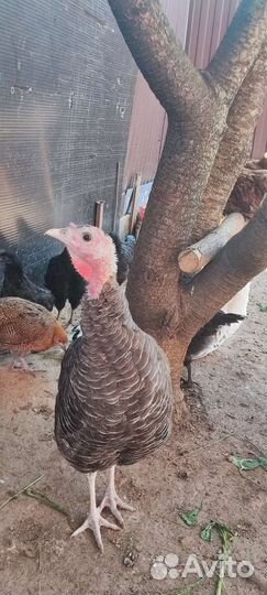 Куры несушки молодки