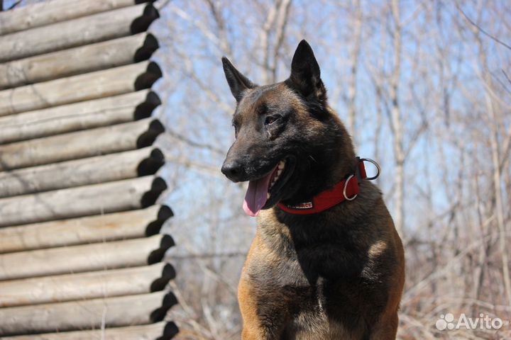 Щенки бельгийской овчарки малинуа с родословной