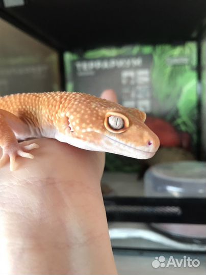 Эублефар самец