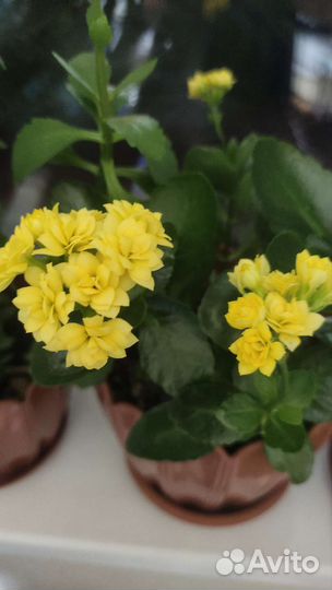 Каланхоэ цветущий