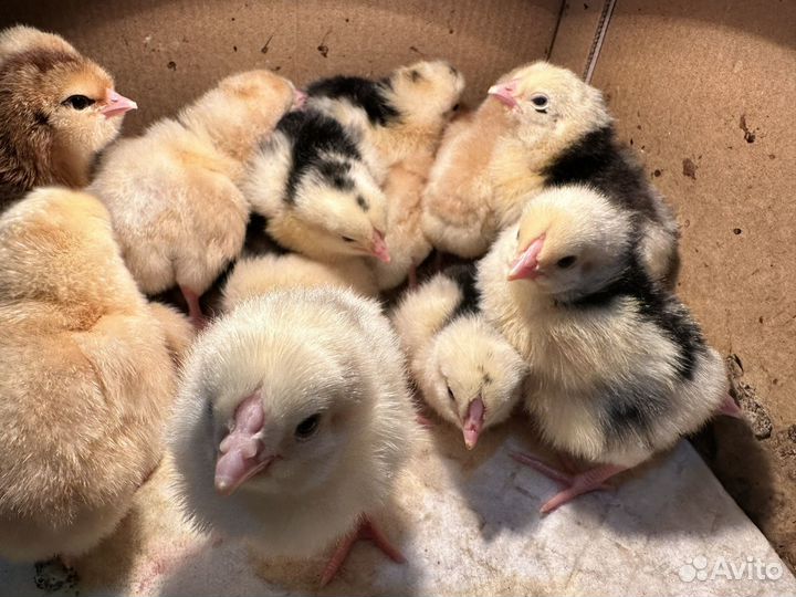 Цыплята мясо яичные