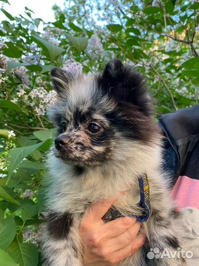 Шпиц немецкий малый