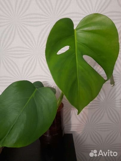 Монстера молодое растение