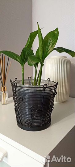 Спацифилум