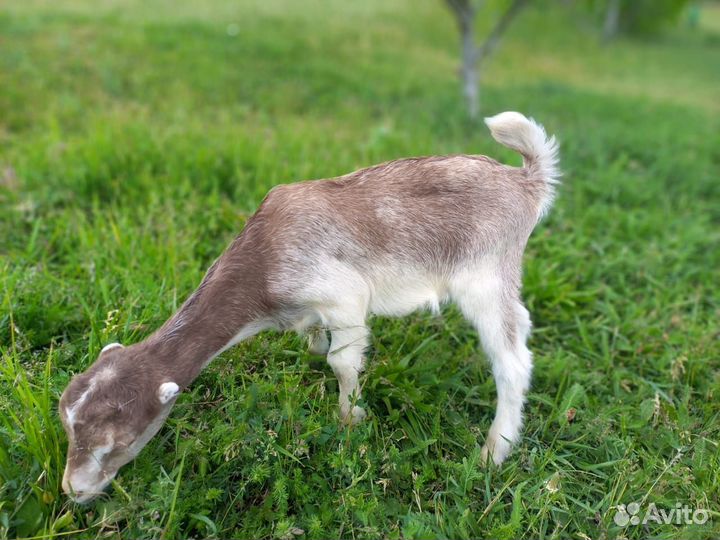 Козлята ламанча, бараны на племя