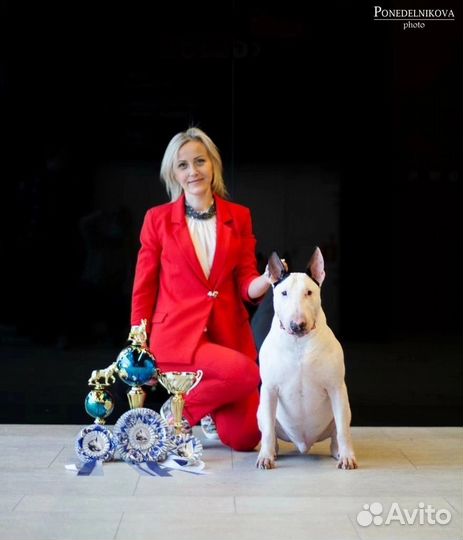 Хендлер, фитнес тренер, кинолог