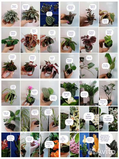 Комнатные растения