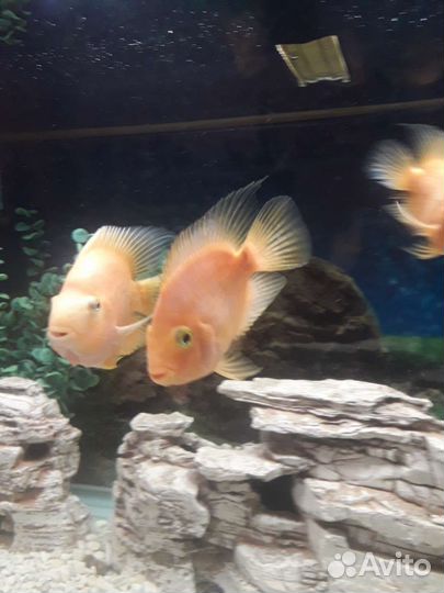 Аквариумные рыбки