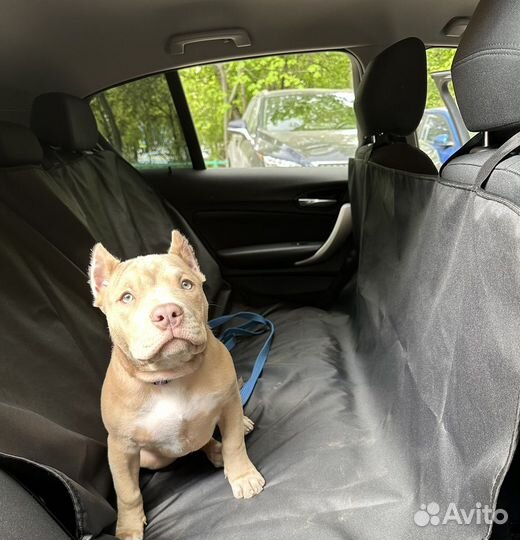 Гамак в машину для собак