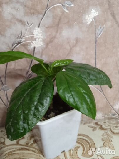 Сортовые гибискусы