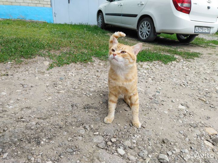Кот в добрые руки