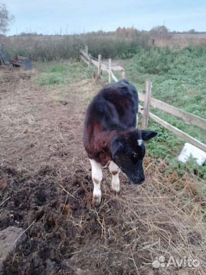 Бык и баран