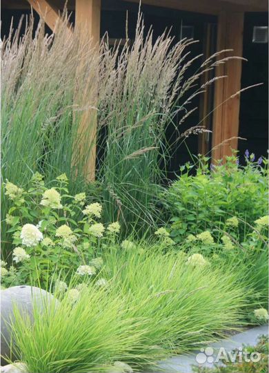 Вейник остроцветковый Karl Foerster