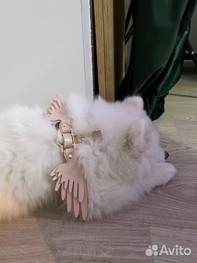 Шлейка для маленькой собаки